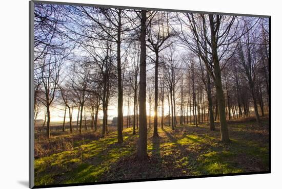 Winter woodland backlit by the late afternoon sun, Longhoughton-Lee Frost-Mounted Photographic Print