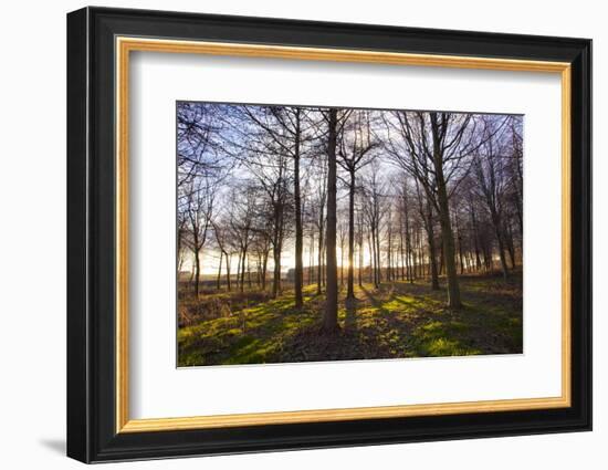 Winter woodland backlit by the late afternoon sun, Longhoughton-Lee Frost-Framed Photographic Print