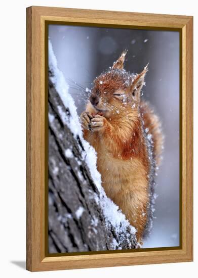 Winter-Ervin Kobakci-Framed Premier Image Canvas