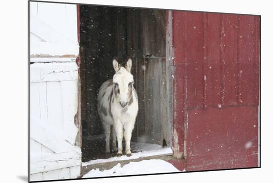 Winter-Jeff Rasche-Mounted Photographic Print