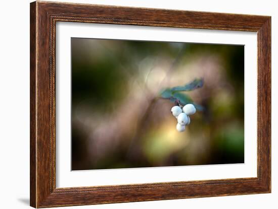 Winterberries-Ursula Abresch-Framed Photographic Print