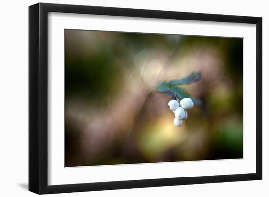 Winterberries-Ursula Abresch-Framed Photographic Print