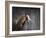 Winters Arrival Horse-Jai Johnson-Framed Giclee Print