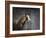 Winters Arrival Horse-Jai Johnson-Framed Giclee Print