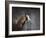 Winters Arrival Horse-Jai Johnson-Framed Giclee Print