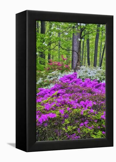 Winterthur Gardens, Delaware, USA-null-Framed Premier Image Canvas