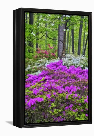 Winterthur Gardens, Delaware, USA-null-Framed Premier Image Canvas