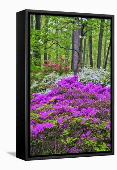 Winterthur Gardens, Delaware, USA-null-Framed Premier Image Canvas