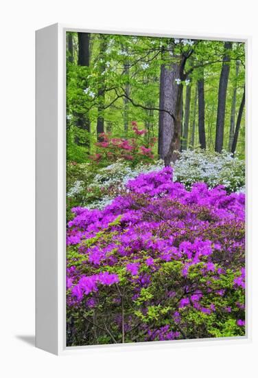 Winterthur Gardens, Delaware, USA-null-Framed Premier Image Canvas