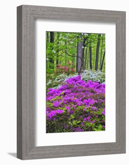 Winterthur Gardens, Delaware, USA-null-Framed Photographic Print