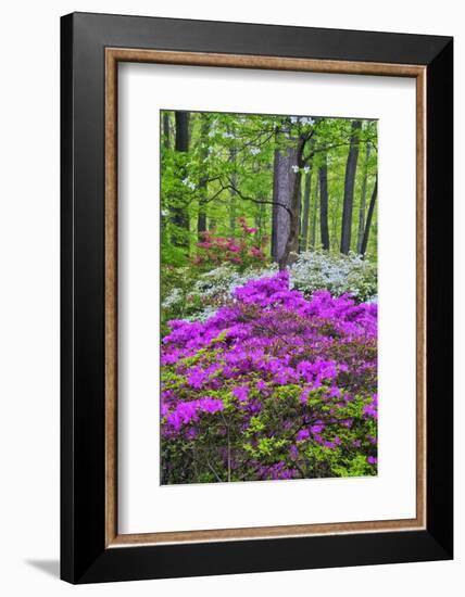 Winterthur Gardens, Delaware, USA-null-Framed Photographic Print