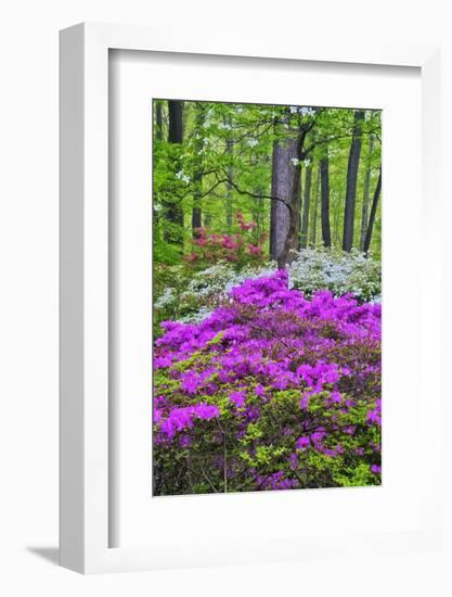 Winterthur Gardens, Delaware, USA-null-Framed Photographic Print