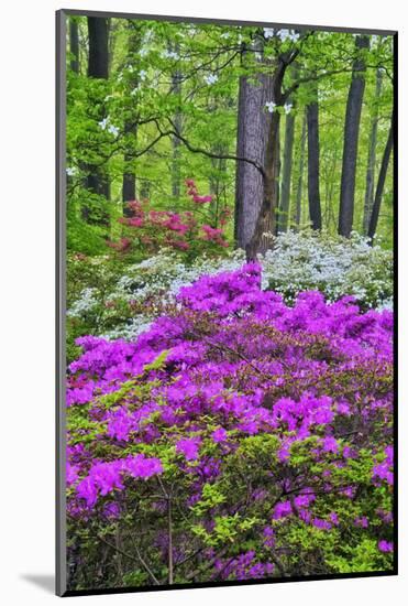 Winterthur Gardens, Delaware, USA-null-Mounted Photographic Print