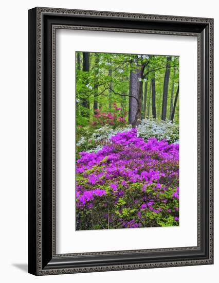 Winterthur Gardens, Delaware, USA-null-Framed Photographic Print