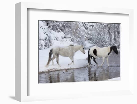 Wintertime, Hideout Ranch, Wyoming. Horses crossing Shell Creek-Darrell Gulin-Framed Photographic Print