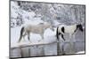 Wintertime, Hideout Ranch, Wyoming. Horses crossing Shell Creek-Darrell Gulin-Mounted Photographic Print