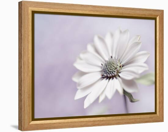 Wintery II-Heidi Westum-Framed Premier Image Canvas