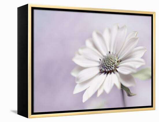 Wintery II-Heidi Westum-Framed Premier Image Canvas