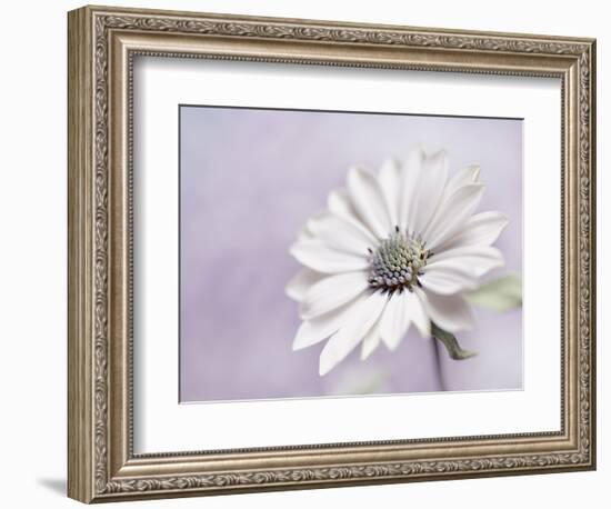 Wintery II-Heidi Westum-Framed Photographic Print