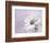 Wintery II-Heidi Westum-Framed Photographic Print