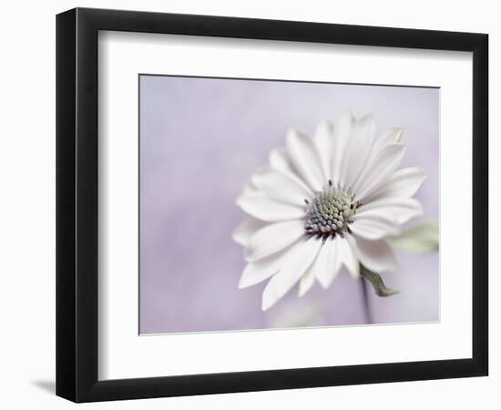 Wintery II-Heidi Westum-Framed Photographic Print