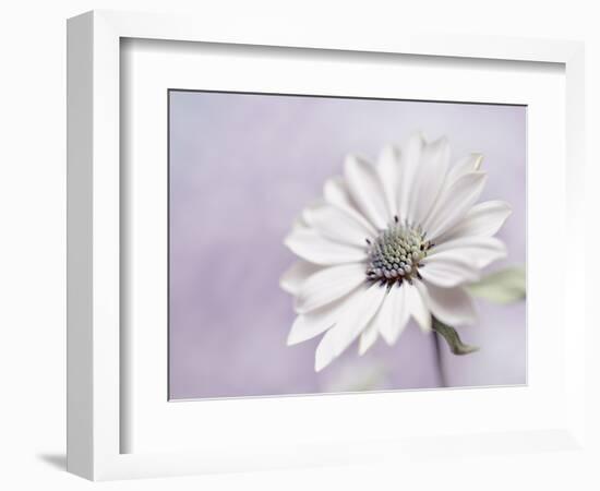 Wintery II-Heidi Westum-Framed Photographic Print