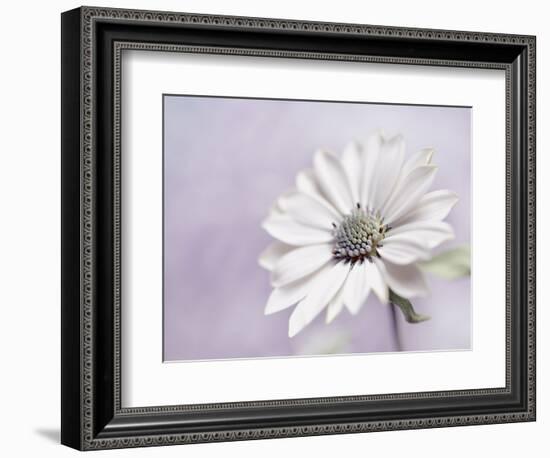 Wintery II-Heidi Westum-Framed Photographic Print