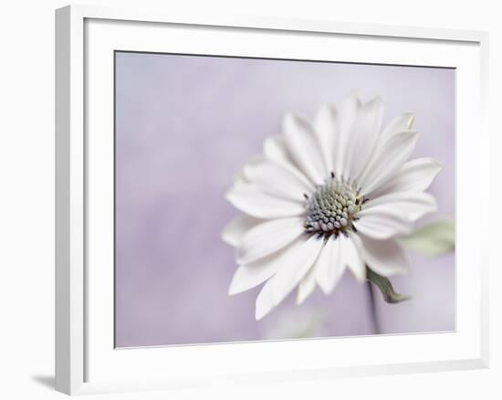 Wintery II-Heidi Westum-Framed Photographic Print