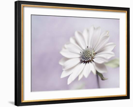 Wintery II-Heidi Westum-Framed Photographic Print