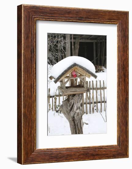 Wintry Birdhouse with Christmas Bulbs-Andrea Haase-Framed Photographic Print