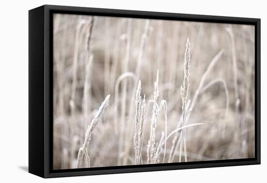 Wintry Grass with Hoarfrost-Andrea Haase-Framed Premier Image Canvas