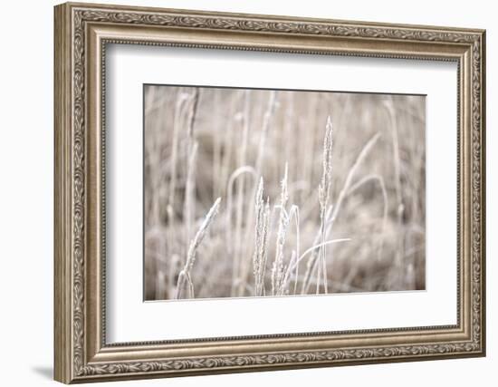 Wintry Grass with Hoarfrost-Andrea Haase-Framed Photographic Print