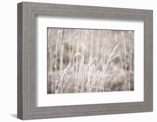 Wintry Grass with Hoarfrost-Andrea Haase-Framed Photographic Print