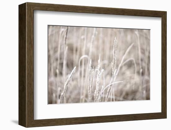 Wintry Grass with Hoarfrost-Andrea Haase-Framed Photographic Print