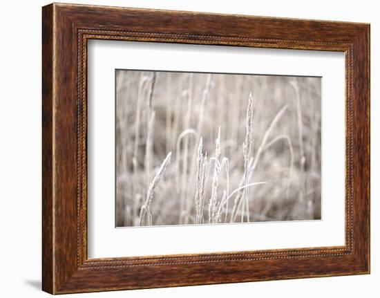Wintry Grass with Hoarfrost-Andrea Haase-Framed Photographic Print