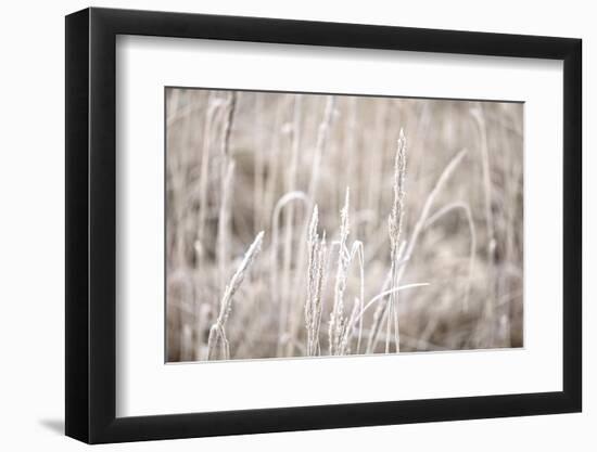 Wintry Grass with Hoarfrost-Andrea Haase-Framed Photographic Print