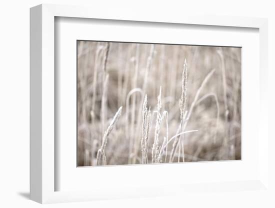 Wintry Grass with Hoarfrost-Andrea Haase-Framed Photographic Print