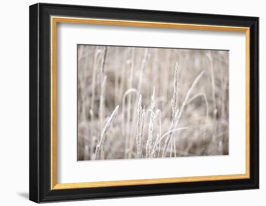 Wintry Grass with Hoarfrost-Andrea Haase-Framed Photographic Print