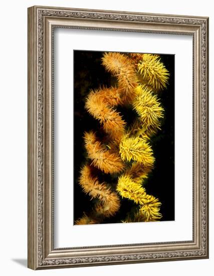 Wire coral colonies, two spirals, Komodo area, Indonesia-David Fleetham-Framed Photographic Print