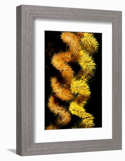 Wire coral colonies, two spirals, Komodo area, Indonesia-David Fleetham-Framed Photographic Print