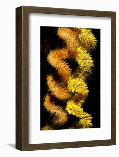 Wire coral colonies, two spirals, Komodo area, Indonesia-David Fleetham-Framed Photographic Print