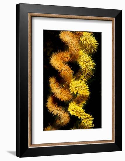 Wire coral colonies, two spirals, Komodo area, Indonesia-David Fleetham-Framed Photographic Print