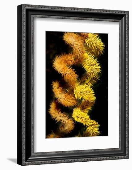 Wire coral colonies, two spirals, Komodo area, Indonesia-David Fleetham-Framed Photographic Print