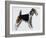 Wire Fox Terrier (Canis Lupus), Canidae, Drawing-null-Framed Giclee Print