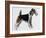 Wire Fox Terrier (Canis Lupus), Canidae, Drawing-null-Framed Giclee Print