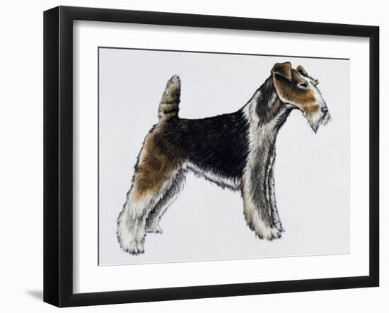 Wire Fox Terrier (Canis Lupus), Canidae, Drawing-null-Framed Giclee Print