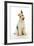 Wire Fox Terrier-null-Framed Photographic Print