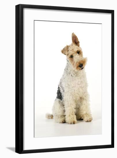 Wire Fox Terrier-null-Framed Photographic Print