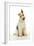 Wire Fox Terrier-null-Framed Photographic Print