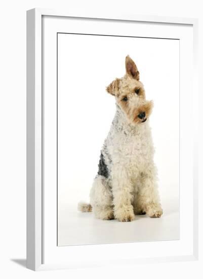 Wire Fox Terrier-null-Framed Photographic Print